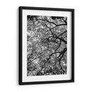 Ramas Floreciendo, Blanco y Negro - Bernardo Miranda | Cuadro decorativo de Canvas Lab