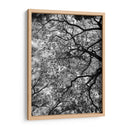 Ramas Floreciendo, Blanco y Negro - Bernardo Miranda | Cuadro decorativo de Canvas Lab