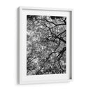 Ramas Floreciendo, Blanco y Negro - Bernardo Miranda | Cuadro decorativo de Canvas Lab