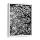 Ramas Floreciendo, Blanco y Negro - Bernardo Miranda | Cuadro decorativo de Canvas Lab