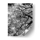 Ramas Floreciendo, Blanco y Negro - Bernardo Miranda | Cuadro decorativo de Canvas Lab