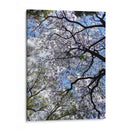 Ramas Floreciendo - Bernardo Miranda | Cuadro decorativo de Canvas Lab