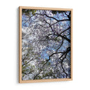 Ramas Floreciendo - Bernardo Miranda | Cuadro decorativo de Canvas Lab