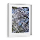 Ramas Floreciendo - Bernardo Miranda | Cuadro decorativo de Canvas Lab