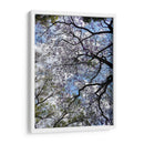 Ramas Floreciendo - Bernardo Miranda | Cuadro decorativo de Canvas Lab