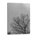 Ramas I, Blanco y Negro - Bernardo Miranda | Cuadro decorativo de Canvas Lab