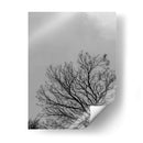 Ramas I, Blanco y Negro - Bernardo Miranda | Cuadro decorativo de Canvas Lab