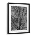 Ramas y Contrastes - Bernardo Miranda | Cuadro decorativo de Canvas Lab