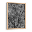 Ramas y Contrastes - Bernardo Miranda | Cuadro decorativo de Canvas Lab