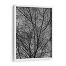 Ramas y Contrastes - Bernardo Miranda | Cuadro decorativo de Canvas Lab