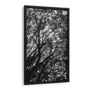 Ramas y Sombras - Bernardo Miranda | Cuadro decorativo de Canvas Lab