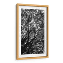 Ramas y Sombras - Bernardo Miranda | Cuadro decorativo de Canvas Lab