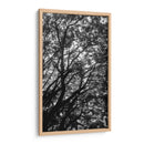 Ramas y Sombras - Bernardo Miranda | Cuadro decorativo de Canvas Lab