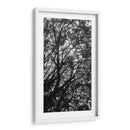 Ramas y Sombras - Bernardo Miranda | Cuadro decorativo de Canvas Lab