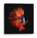 Vendetta | Cuadro decorativo de Canvas Lab