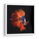 Vendetta | Cuadro decorativo de Canvas Lab