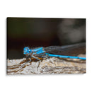 Minimundus01 - Jiván | Cuadro decorativo de Canvas Lab