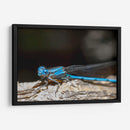 Minimundus01 - Jiván | Cuadro decorativo de Canvas Lab