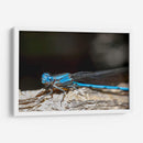 Minimundus01 - Jiván | Cuadro decorativo de Canvas Lab