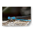 Minimundus01 - Jiván | Cuadro decorativo de Canvas Lab