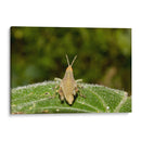 Minimundus07 - Jiván | Cuadro decorativo de Canvas Lab