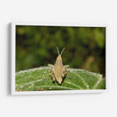 Minimundus07 - Jiván | Cuadro decorativo de Canvas Lab