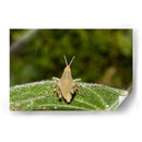 Minimundus07 - Jiván | Cuadro decorativo de Canvas Lab