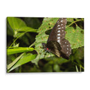 Minimundus08 - Jiván | Cuadro decorativo de Canvas Lab