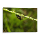 Minimundus09 - Jiván | Cuadro decorativo de Canvas Lab