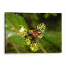 Minimundus10 - Jiván | Cuadro decorativo de Canvas Lab