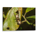 Minimundus11 - Jiván | Cuadro decorativo de Canvas Lab