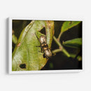 Minimundus11 - Jiván | Cuadro decorativo de Canvas Lab