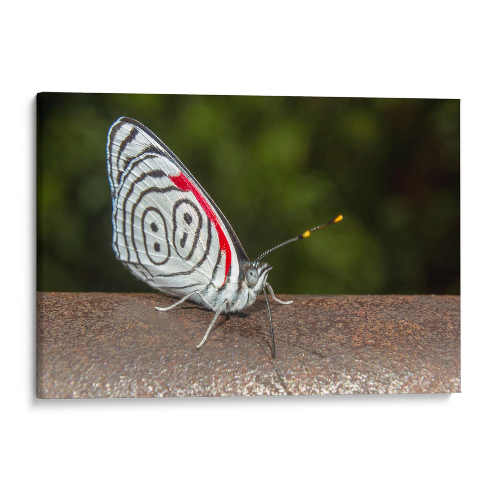 Minimundus12 - Jiván | Cuadro decorativo de Canvas Lab