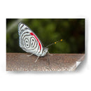 Minimundus12 - Jiván | Cuadro decorativo de Canvas Lab