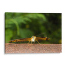 Minimundus13 - Jiván | Cuadro decorativo de Canvas Lab