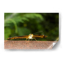 Minimundus13 - Jiván | Cuadro decorativo de Canvas Lab