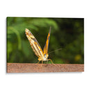 Minimundus14 - Jiván | Cuadro decorativo de Canvas Lab