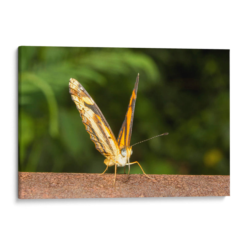 Minimundus14 - Jiván | Cuadro decorativo de Canvas Lab