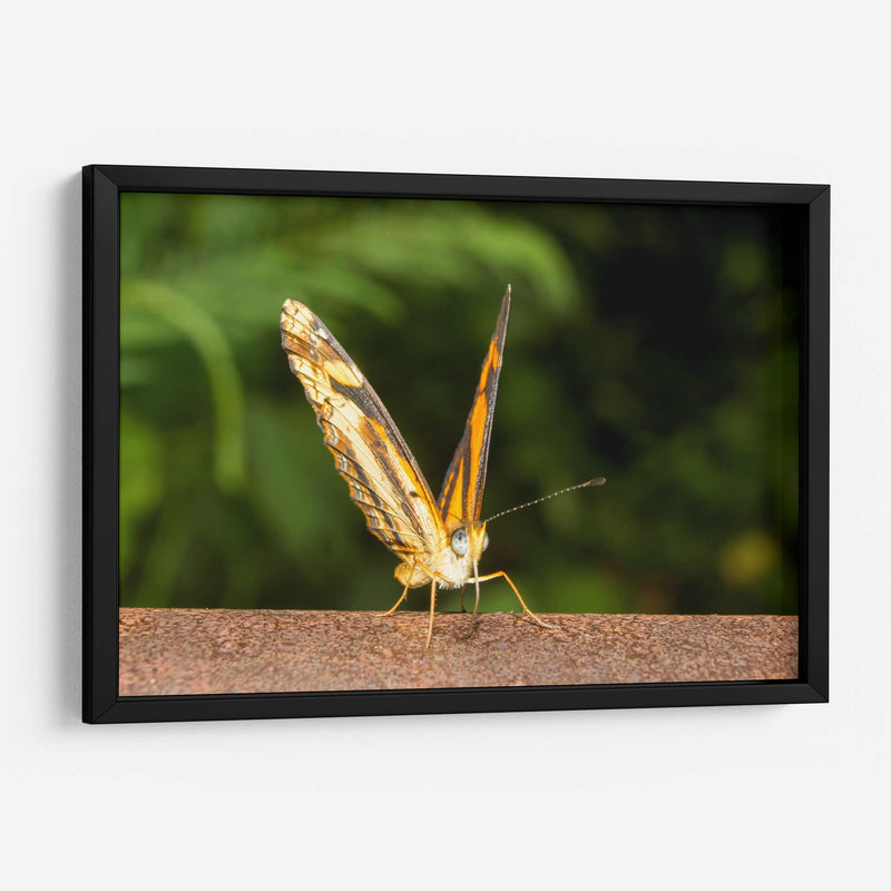 Minimundus14 - Jiván | Cuadro decorativo de Canvas Lab