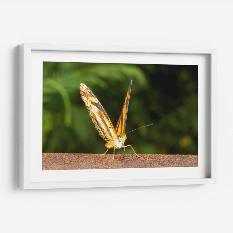 Minimundus14 - Jiván | Cuadro decorativo de Canvas Lab