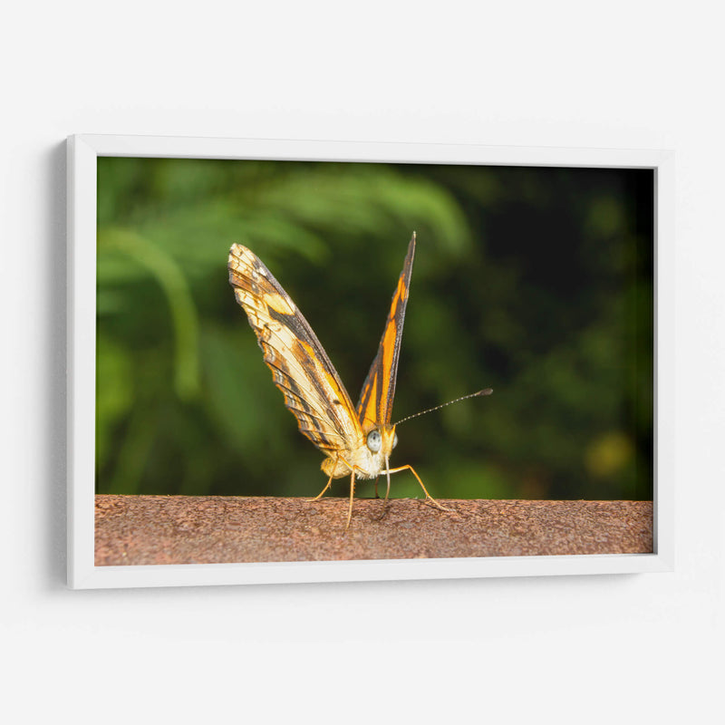 Minimundus14 - Jiván | Cuadro decorativo de Canvas Lab