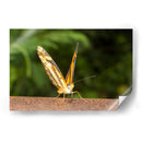 Minimundus14 - Jiván | Cuadro decorativo de Canvas Lab