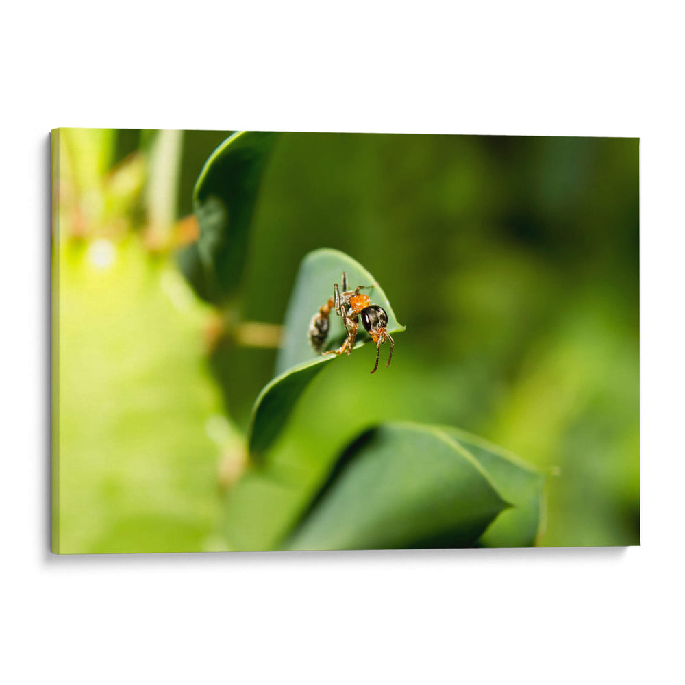 Minimundus15 - Jiván | Cuadro decorativo de Canvas Lab