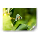 Minimundus15 - Jiván | Cuadro decorativo de Canvas Lab