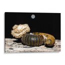 Minimundus18 - Jiván | Cuadro decorativo de Canvas Lab