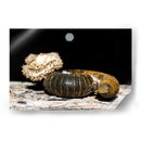 Minimundus18 - Jiván | Cuadro decorativo de Canvas Lab