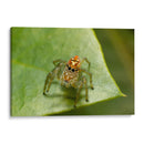 Minimundus20 - Jiván | Cuadro decorativo de Canvas Lab