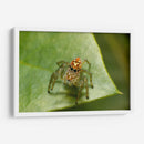 Minimundus20 - Jiván | Cuadro decorativo de Canvas Lab