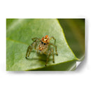 Minimundus20 - Jiván | Cuadro decorativo de Canvas Lab