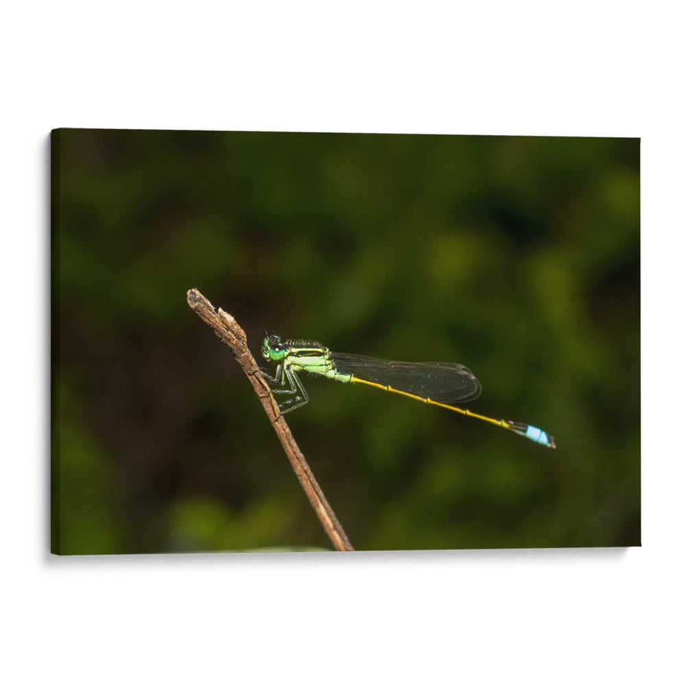 https://drive.google.com/file/d/1T0qmQ76yjhQGWodg8nHu3Z8OcEwcrHWv/view - Jiván | Cuadro decorativo de Canvas Lab